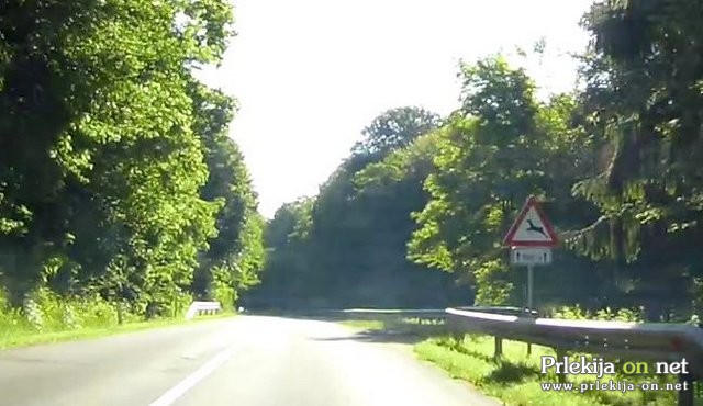 Divjad na cesti Divjad na cesti