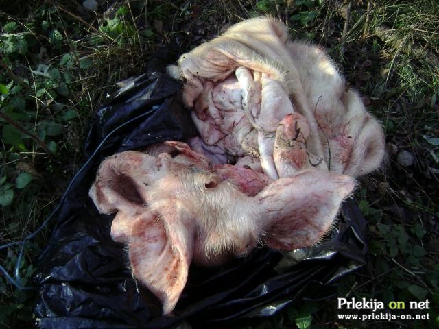 Odvržena svinjska koža v naravi Odvržena svinjska koža v naravi
