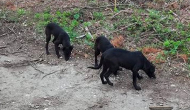 Pasji mladiči Pasji mladiči
