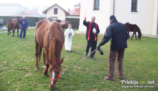 Blagoslov konjev v Veržeju