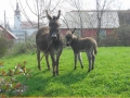 Ogled oslička na kmetiji Nushol
