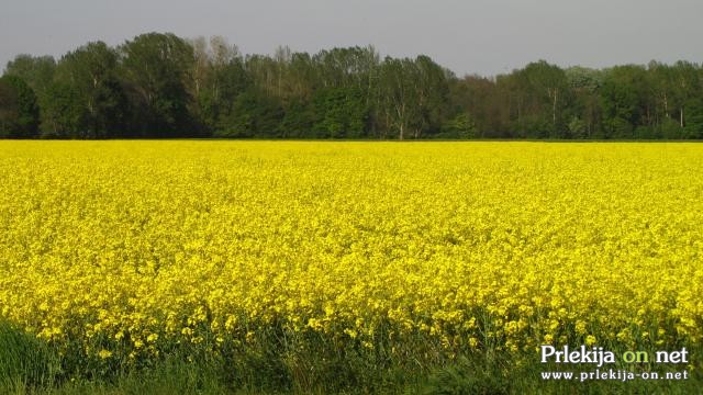 Oljna ogrščica