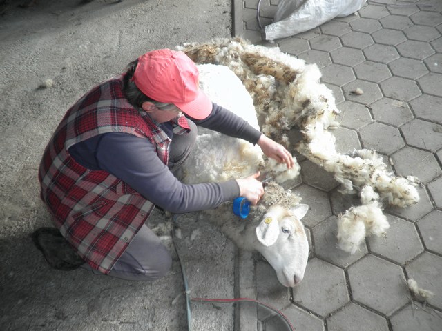 Striženje ovac