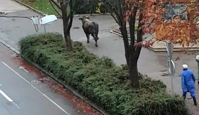 Bik in mesar na ulici