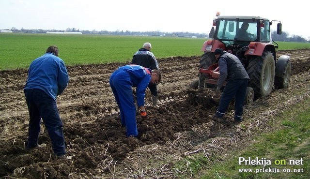 Pobiranje hrena Pobiranje hrena