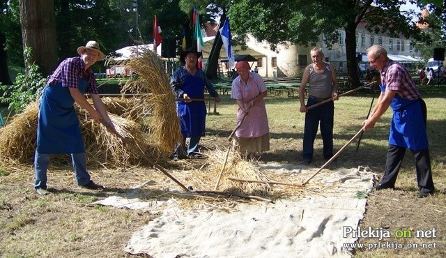 Ročna mlatitev rži z lesenimi cepmi Ročna mlatitev rži z lesenimi cepmi