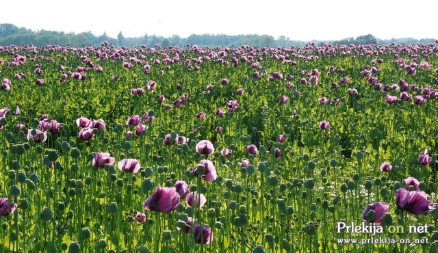 Polje maka