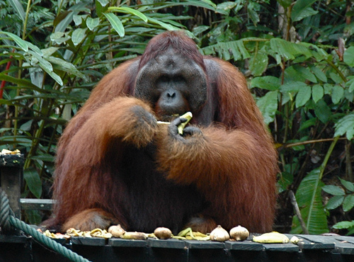 Potopisno predavanje