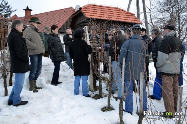 Prikaz rezi vinske trte