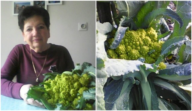 Marija Fras in njen romanesco