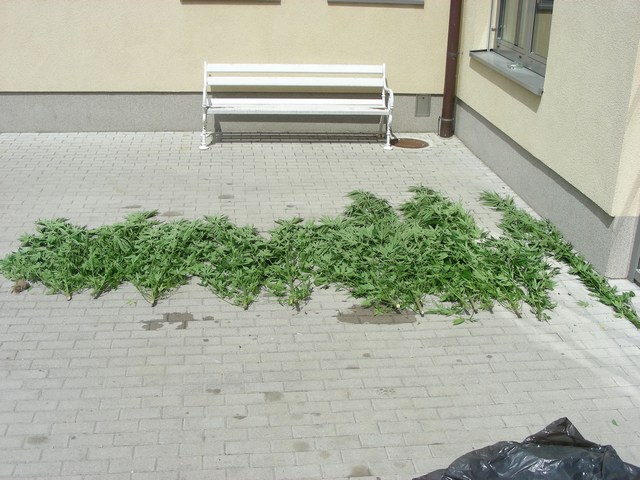 Prepovedana droga konoplja