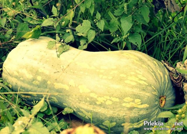 Pridelala 16,2 kg težko jedilno bučo Lunga di Napoli