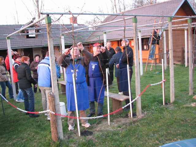 Rez vinske trte na Cvenu Rez vinske trte na Cvenu