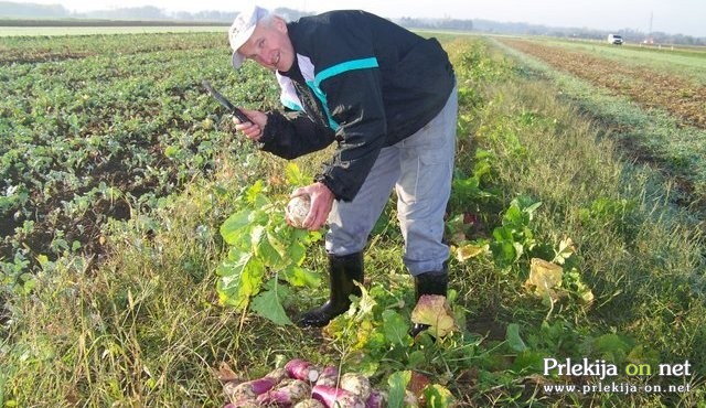 Puljenje bele repe Puljenje bele repe