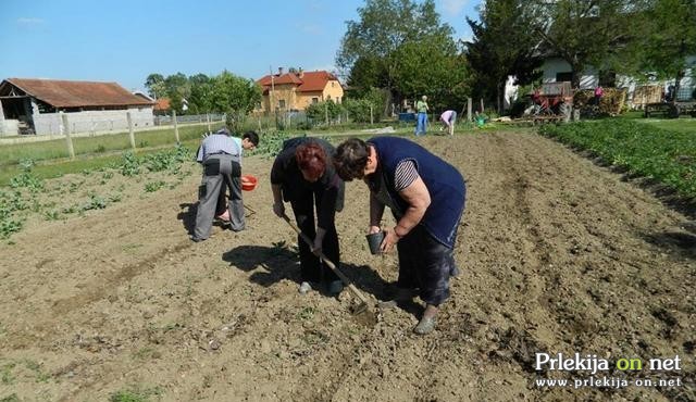 Ročno sajenje bučnega semena Ročno sajenje bučnega semena
