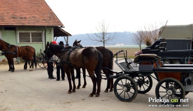 Seminar Vožnja konjskih vpreg