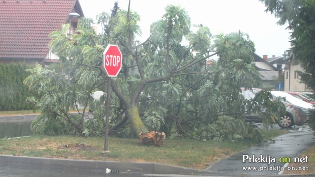 Padlo drevo na Užiški ulici v Ljutomeru
