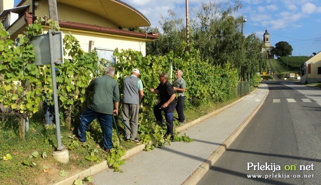Prostovoljna akcija vinogradnikov pri vinski kleti, foto: Janez Konrad