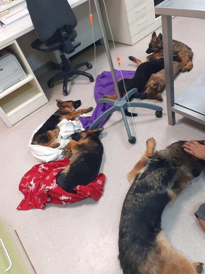 Psi na infuzijah