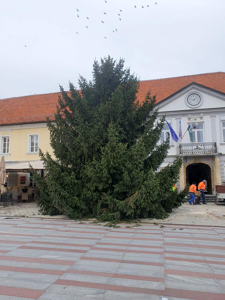 Smreka na Glavnem trgu