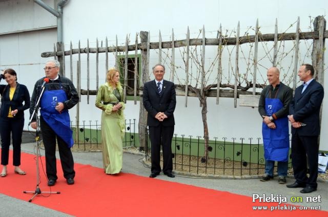 Rez vinske trte na sejmišču Rez vinske trte na sejmišču