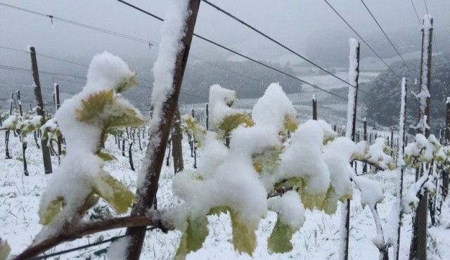 Pogled na vinograd P&F Jeruzalem lanskega aprila