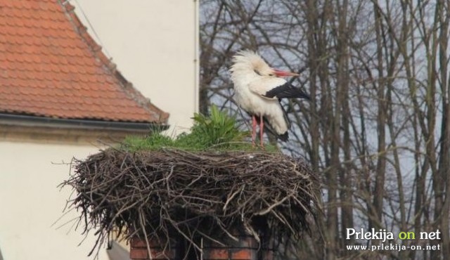 Štorklja na gnezdu ljutomerskega župnišča