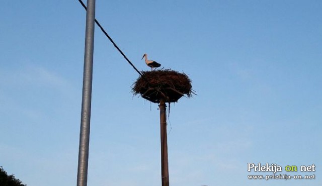 Štorklja na gnezdu na Lendavski cesti v Ljutomeru Štorklja na gnezdu na Lendavski cesti v Ljutomeru