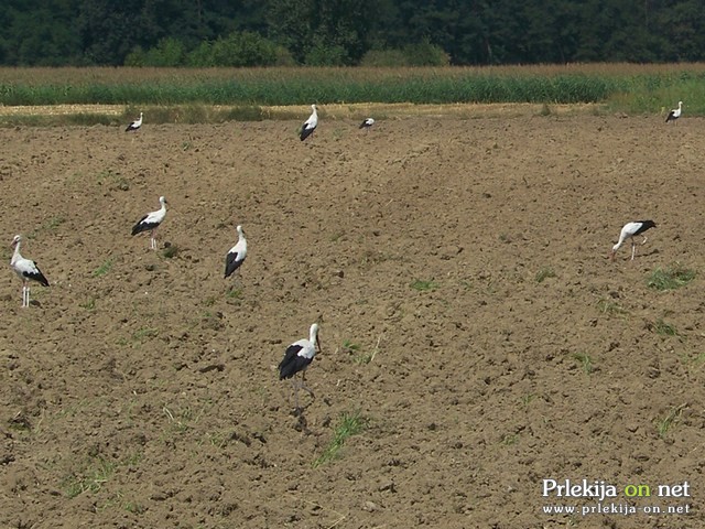 Zbiranje štorkelj na njivi