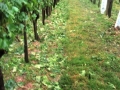Uničeni vinogradi