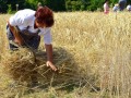 21. Žetev zlatega klasa