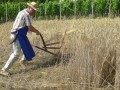 21. Žetev zlatega klasa