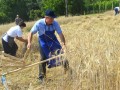 21. Žetev zlatega klasa