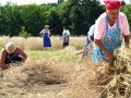 21. Žetev zlatega klasa