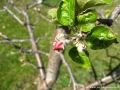 Cvetoča jablana
