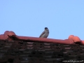 Vrabec na strehi