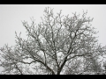 Zasneženo drevo - Cezanjevci