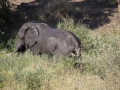 Afriški slon