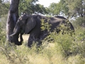Afriški slon