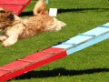 Agility