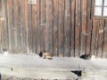 Babičev mlin na Muri