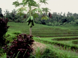 BALI JUTRO SVETA