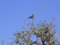 Broad-billed Roller