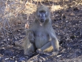 Chacma Baboon - opica