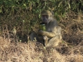 Chacma Baboon - opice