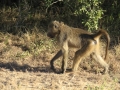 Chacma Baboon - opice