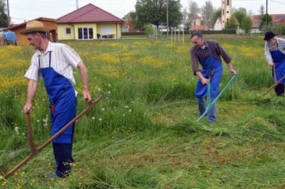 Košnja FS DU Križevci pri Ljutomeru