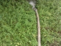 Črpanje vode v Ljutomeru