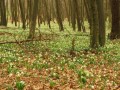 Cvetoči pomladanski veliki zvončki