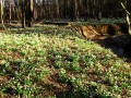 Cvetoči pomladanski veliki zvončki